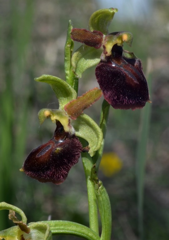 OPhrys sphegodes_0005 (2) - Copia.JPG