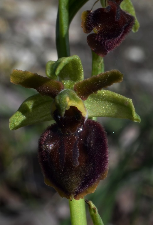 Ophrys sphegodes_0006 - Copia.JPG