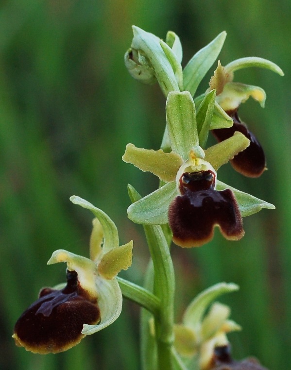 Ophrys sphegodes 7218.JPG