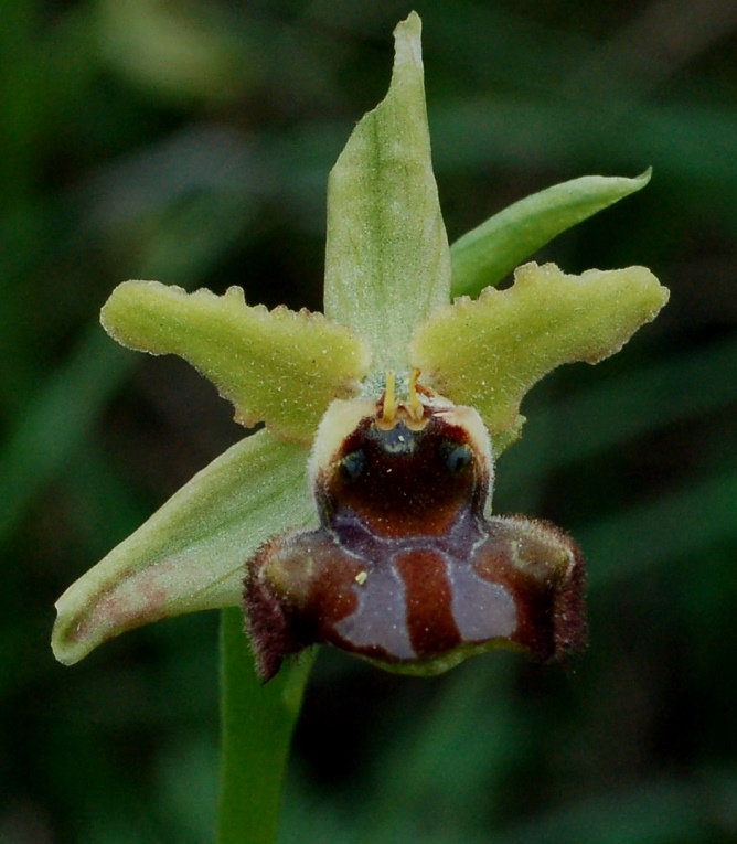 Ophrys sphegodes_7268.JPG