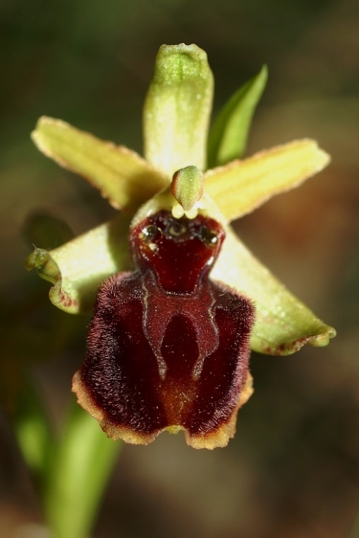 Ophrys sphegodes _7237.JPG
