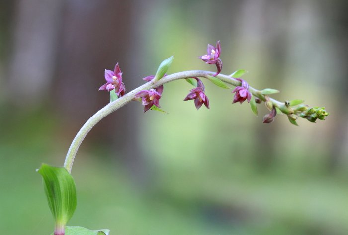 epipactis atrorubens.JPG