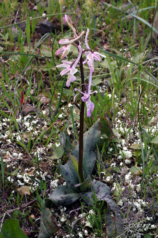 1g-orchis-troodi.jpg