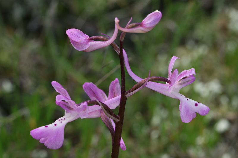 2g-orchis-troodi.jpg