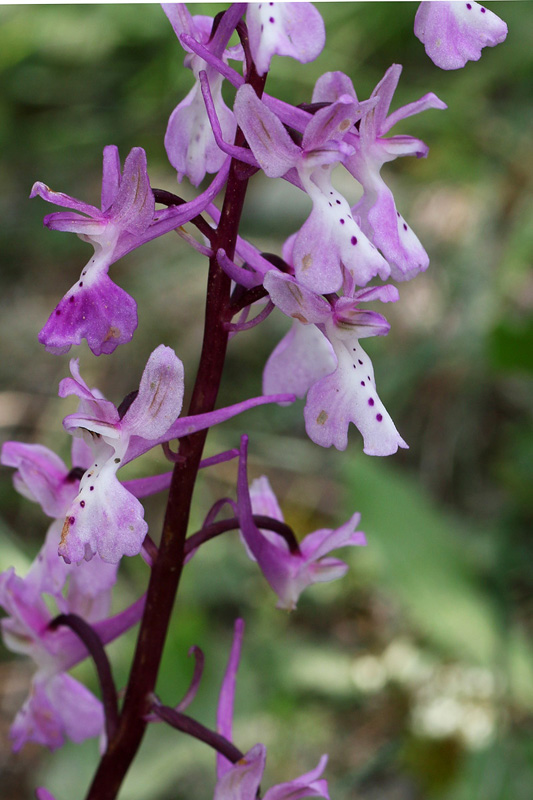 3g-orchis-troodi.jpg