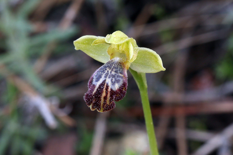 4g-ophrys-israelitica.jpg