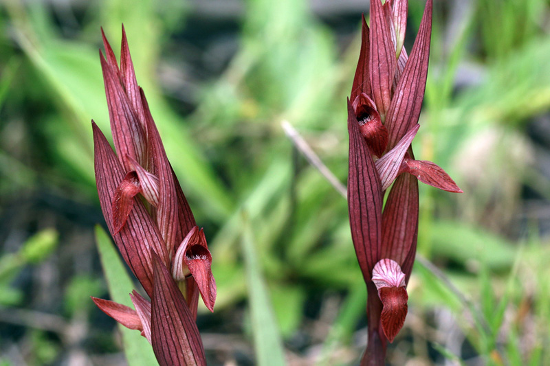 7m-serapias aphroditae-XMG_6137.jpg
