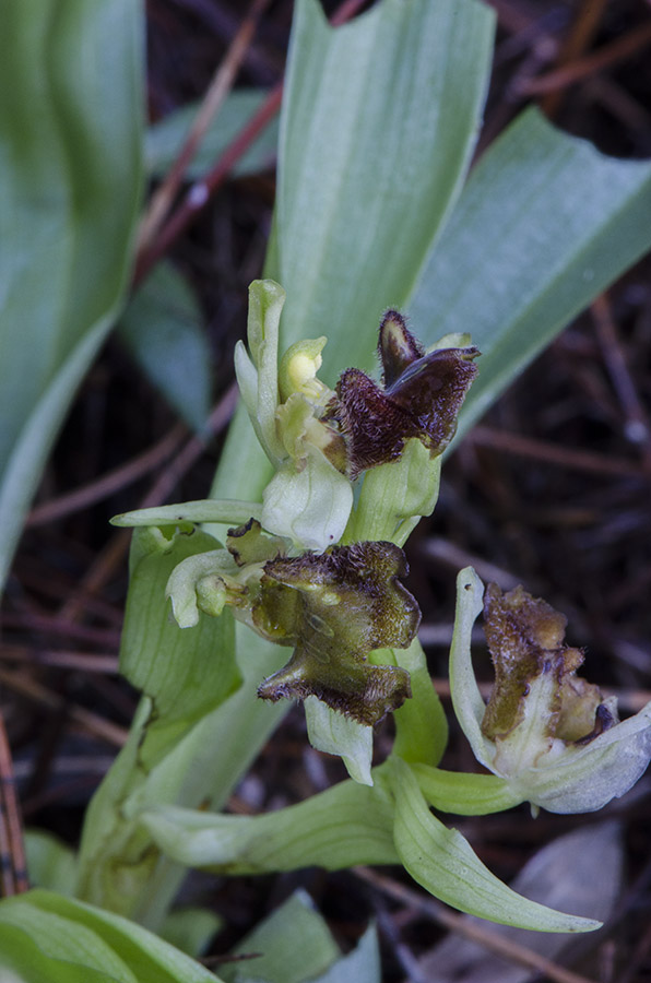 Ophrys massiliensis 02.jpg