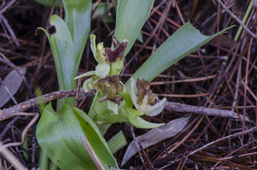 Ophrys massiliensis 01.jpg
