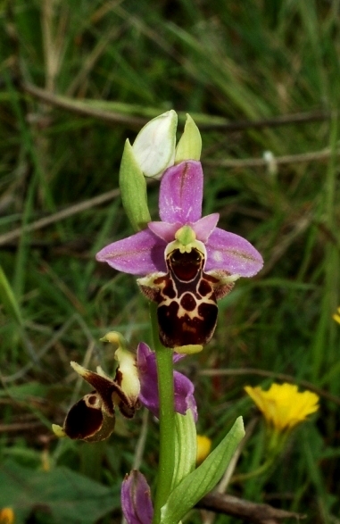 Ophrys scolopax ssp. cornuta 866.JPG