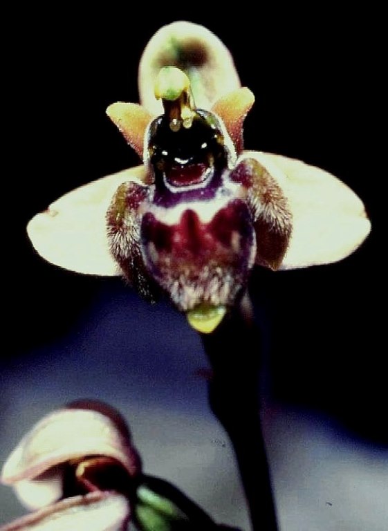 Ophrys x sommieri 1.jpg