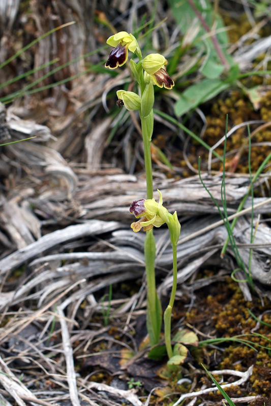 8-ophrys-fusca subsp. ortuabis.jpg