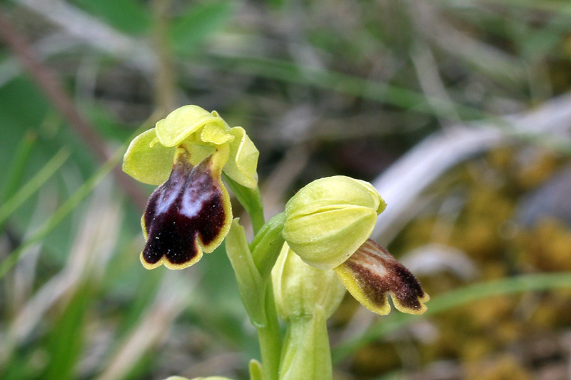 9-ophrys-fusca subsp. ortuabis.jpg