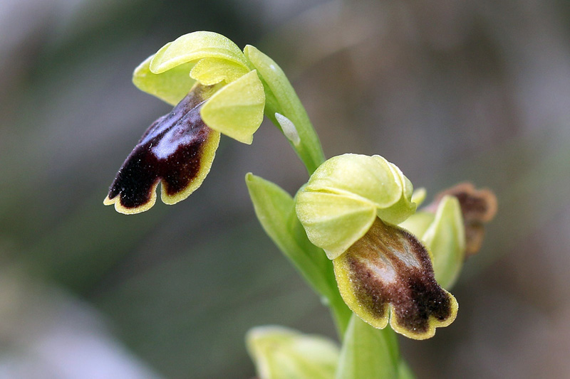 10-ophrys-fusca subsp. ortuabis.jpg