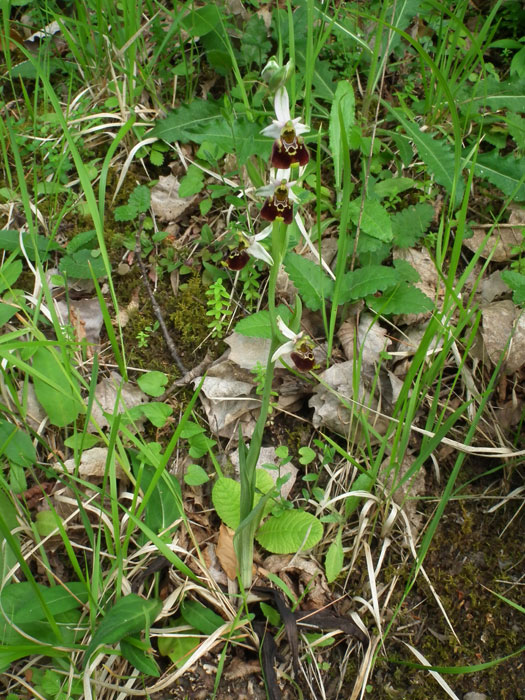 Ophrys-holosericea.jpg