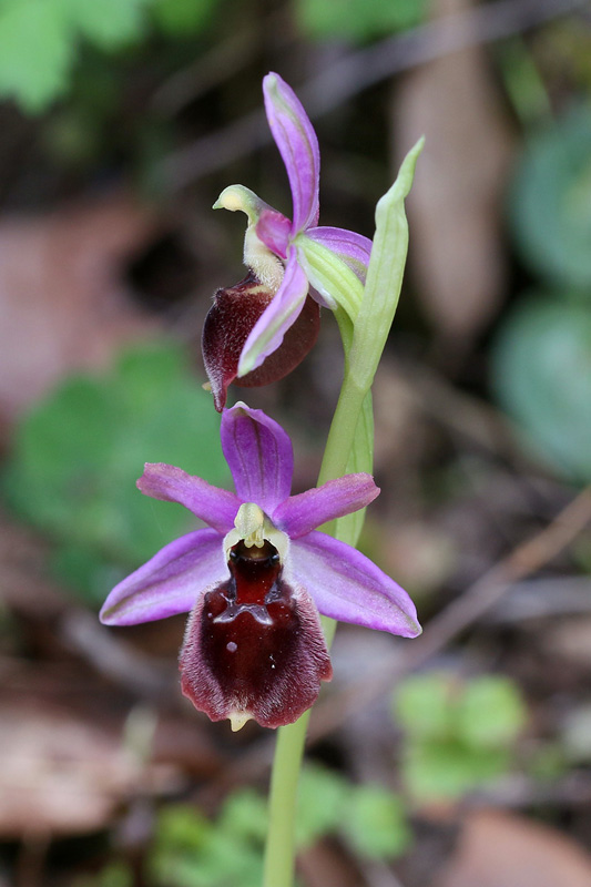 13-ophrys-exaltata subsp. morisii.jpg