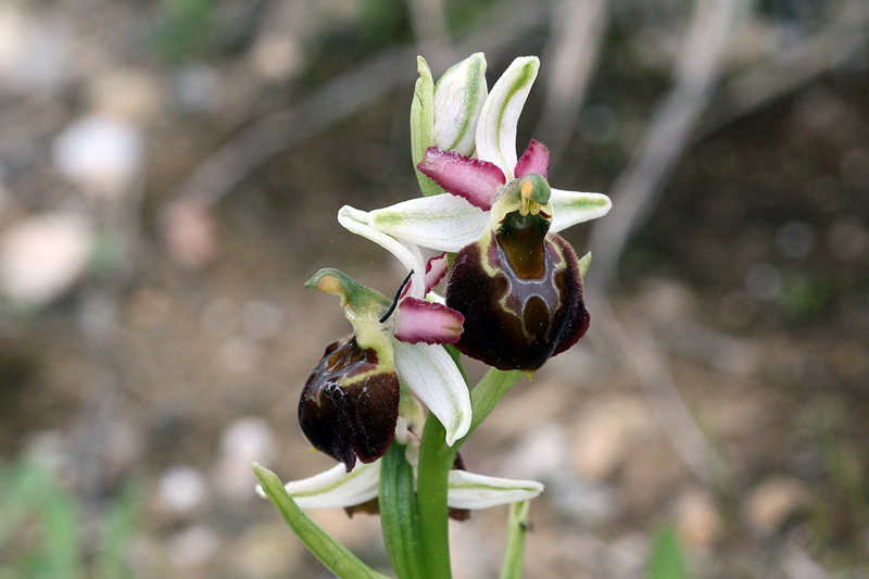 14-ophrys-exaltata subsp. morisii.jpg