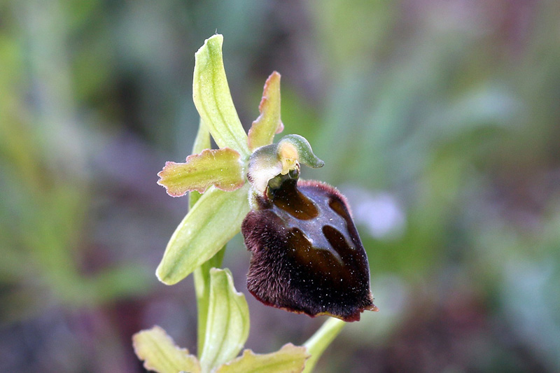 15-ophrys-exaltata subsp. morisii.jpg