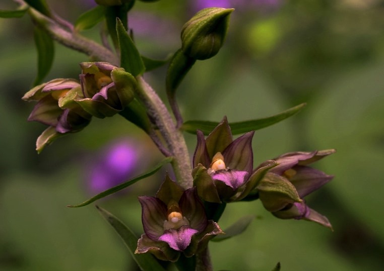 Epipactis helleborine_0001 - Copia (2).JPG
