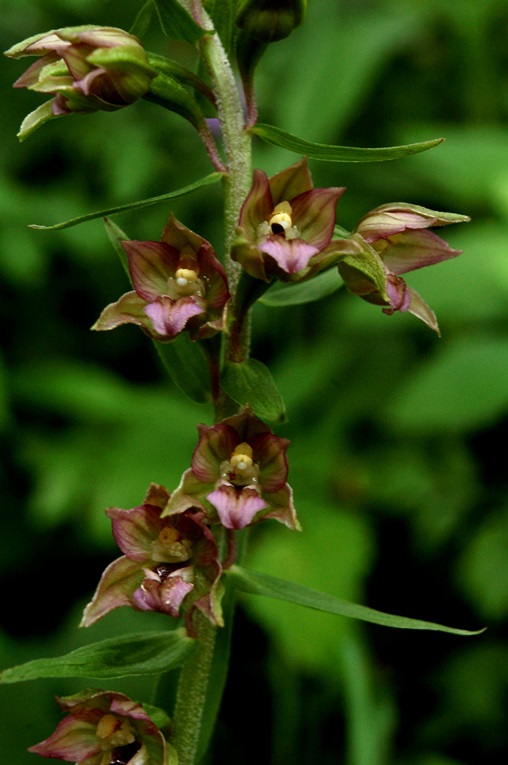 Epipactis helleborine_7335 - Copia.JPG