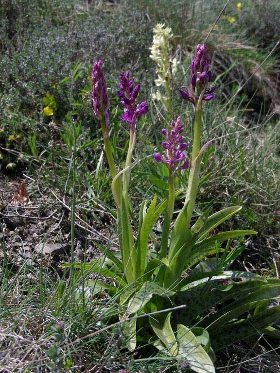 8 Molini di Triora   14 mag 2010.jpg