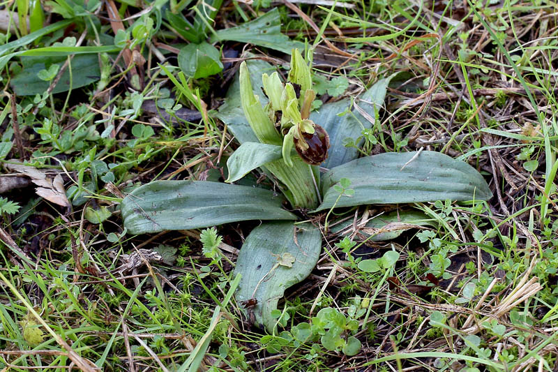 3m-ophrys-sphegodes-XMG_7751.jpg