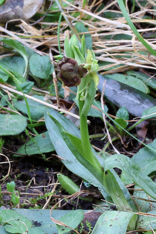 4m-ophrys-sphegodes-XMG_7704.jpg