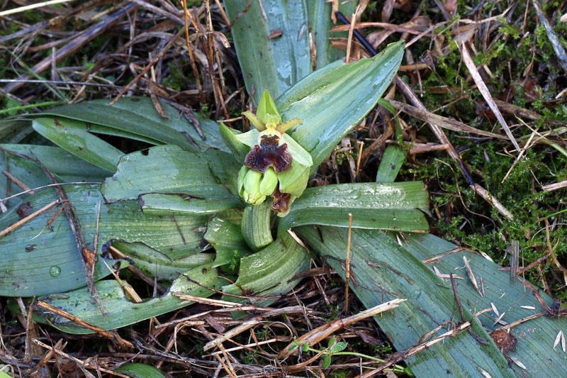 6m-ophrys-sphegodes-XMG_7730.jpg
