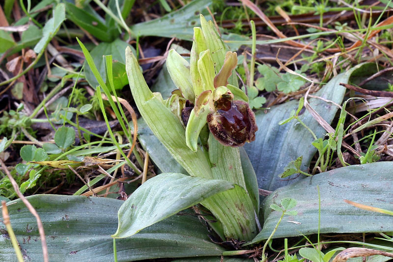 8m-ophrys-sphegodes-XMG_7764.jpg