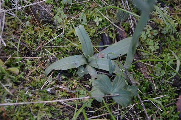 nuove rosette.jpg