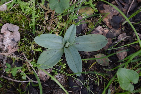 nuove rosette1.jpg