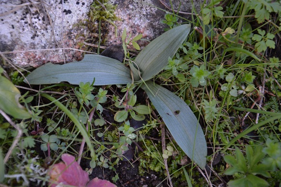 nuove rosette3.jpg