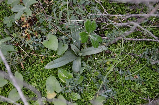 nuove rosette2.jpg