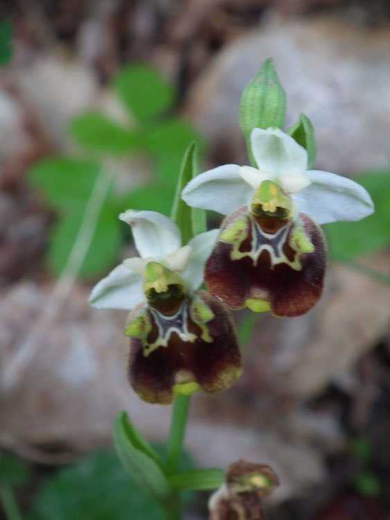 Ophrys-holosericea-1.jpg