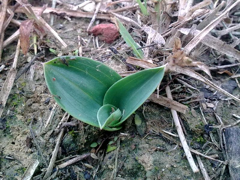 Neotinea tridentata 13 ott.jpg