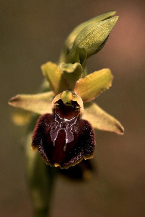 Ophrys sphegodes 015.JPG