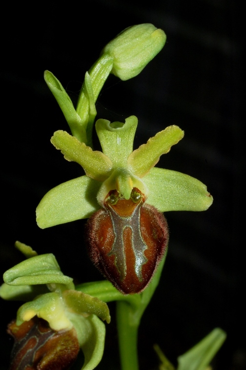 Ophrys sphegodes ssp. tommasinii 3922.JPG