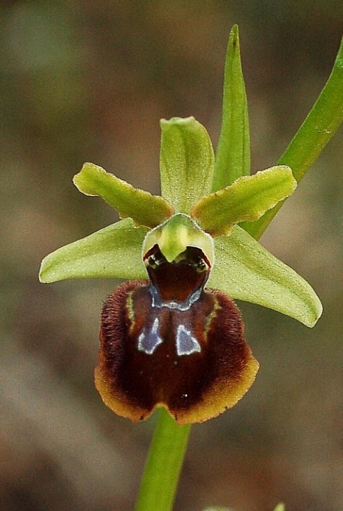 Ophrys sphegodes 6741 - Copia - Copia.JPG