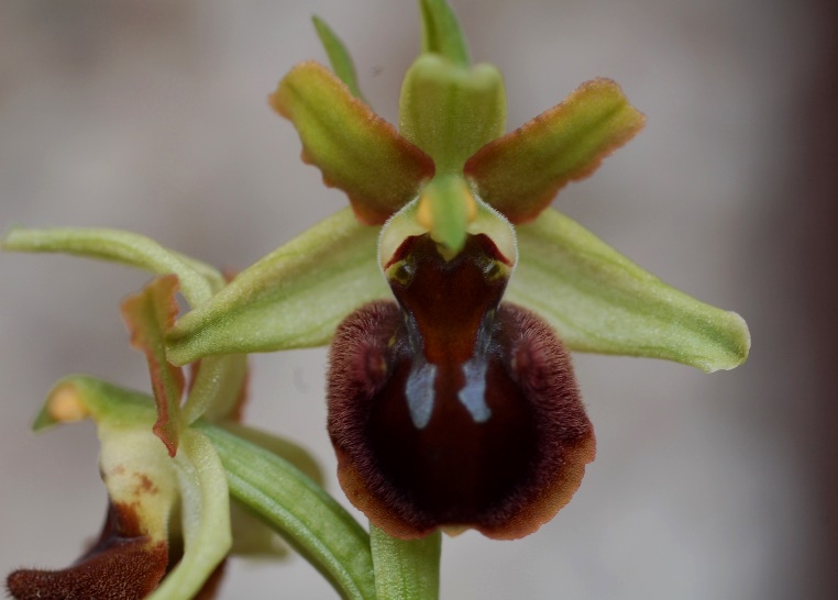 Ophrys sphegodes 6731.JPG