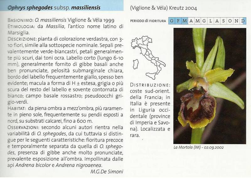 O. massiliensis..jpg