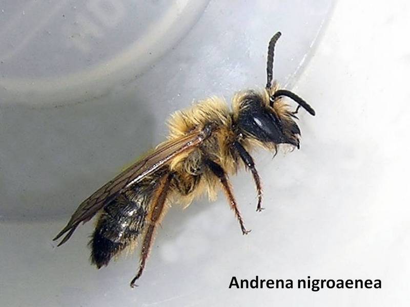 andrena nigroaenea.jpg