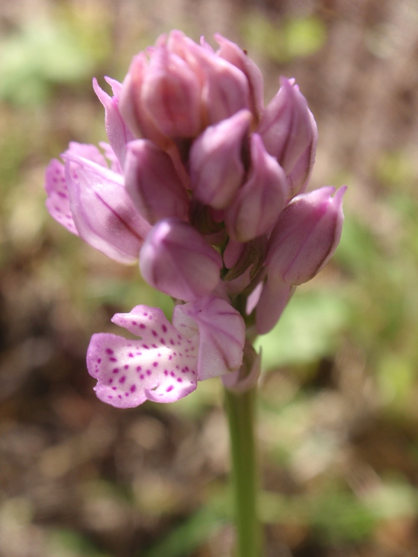 Neotinea tridentata 24 apr.JPG