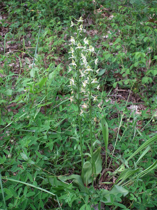 Platanthera-chlorantha.jpg