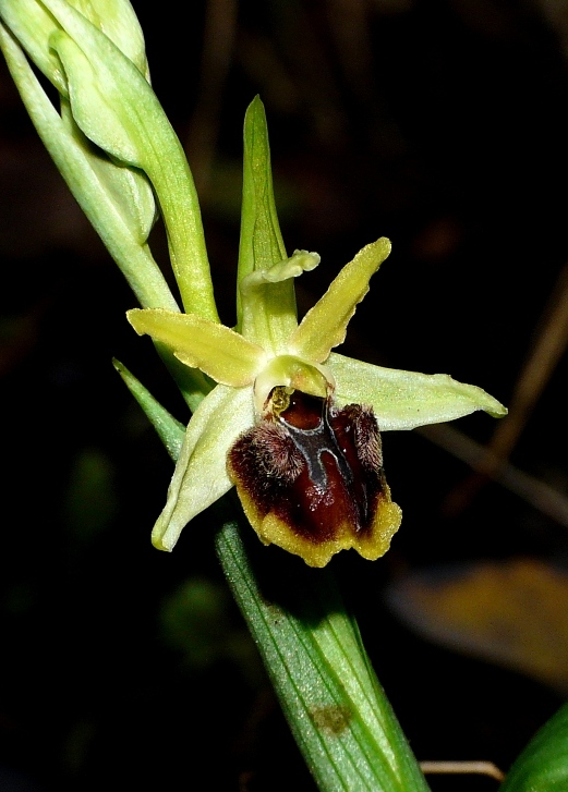aranifera 3 monte orlando Gaeta.jpg