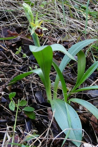 aranifera 2 monte orlando Gaetag.jpg