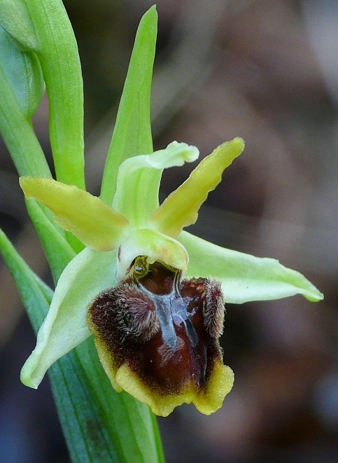aranifera 1 monte orlando Gaetagiros.jpg