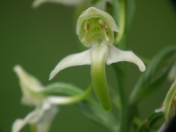 Platanthera-chloranta-1.jpg