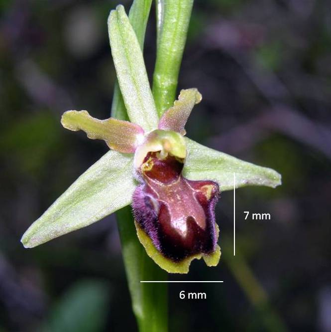 ophrys picola.jpg
