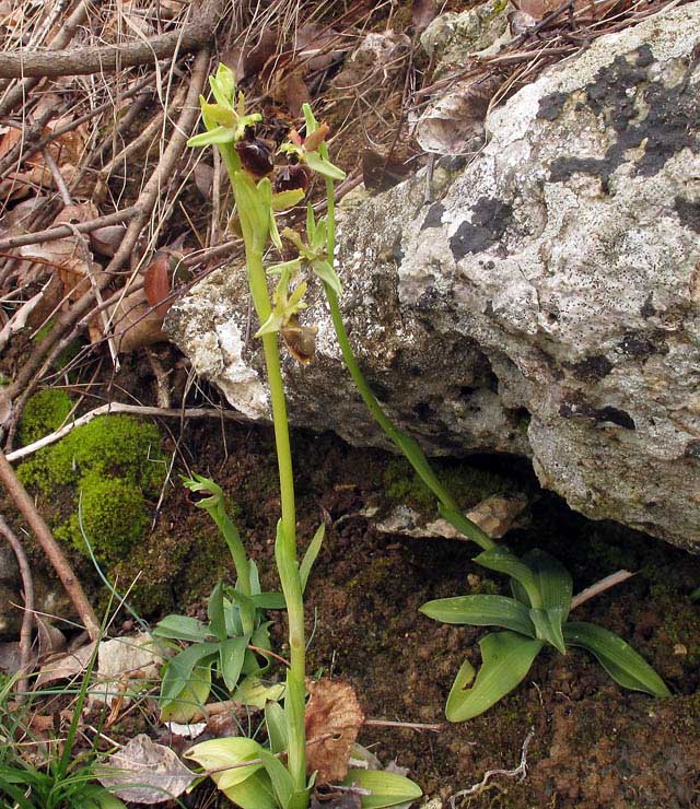 Ophrys sphegodes subsp. sphegodes Miller. 1.jpg