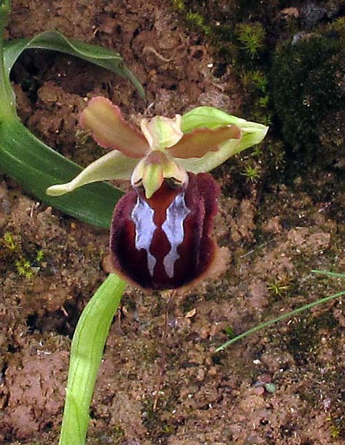 Ophrys sphegodes subsp. sphegodes Miller. 2.jpg